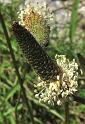 plantago lagopus